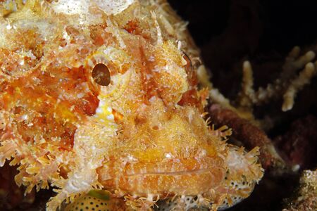 Close-up of a Bearded Scorpionfish (Scorpaenopsis barbata).の写真素材