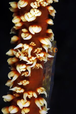 Whip Coral Goby (Bryaninops yongei) on a Whip Coral.の写真素材
