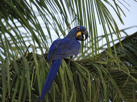 Hyacinth Macaw (Nodorhynchus hyacinthinus) on a Palm Tree Branch. Pantanal, Brazilの写真素材