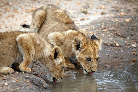 Close-up of Two Lion Cubs Drinking from a Pool. Kruger Park, South Africaの写真素材