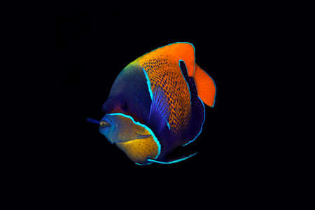 Blue-girdled Angelfish (Pomacanthus navarchus, aka Majestic Angelfish), on Black Background. Raja Ampat, West Papua, Indonesiaの写真素材