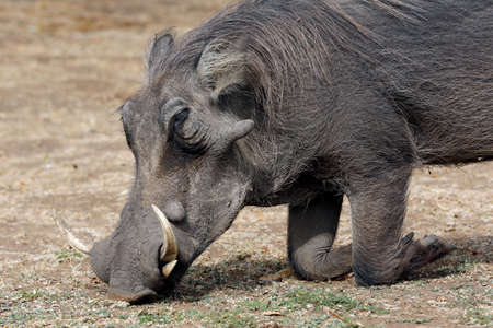 Common Warthog (Phacochoerus africanus) on its Knees, Grazing. Lake Mburo, Ugandaの写真素材