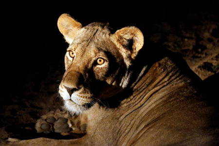 Lioness (Panthera leo) Lying on the Ground, Nighttime. Kruger Park, South Africaâの写真素材