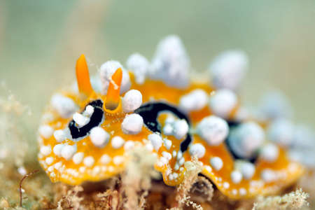 Ocellated Wart Slug (Phyllidia ocellata). Triton Bay, West Papua, Indonesiaの写真素材