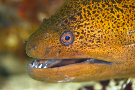 Close-up of a Giant Moray (Gymnothorax javanicus). Triton Bay, West Papua, Indonesia