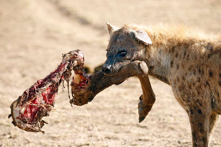 Spotted Hyena (Crocuta crocuta) with Leg in its Mouth. Amboseli, Kenyaの写真素材