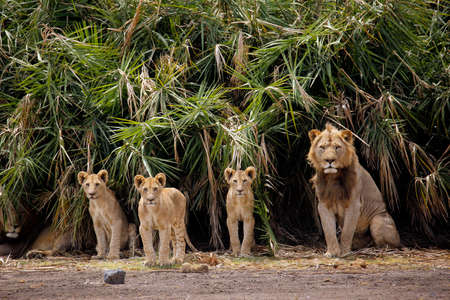 Four Lions, one Male with Three Cubs, Looking into the Camera.nAmboseli, Kenyaの写真素材