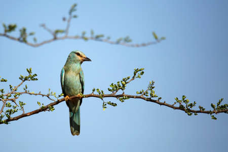 European Roller (Coracias garrulus, aka Eurasian Roller) on a Branch, Tsavo West, Kenyaの写真素材