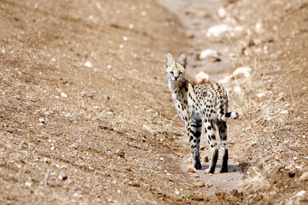 Serval (Leptailurus serval) Looking into the Camera. Tsavo West, Kenya