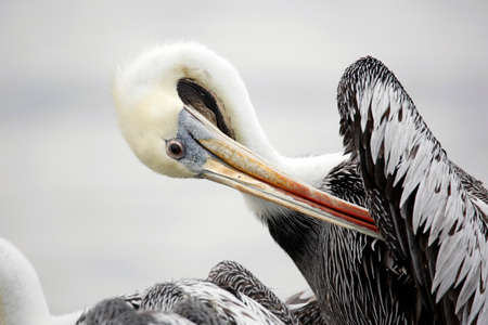 Close-up of a Peruvian Pelican (Pelecanus thagus) Cleaning its Feathers. Paracas, Peruの写真素材