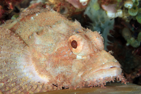 Close-up of Scorpionfish, Lying on a Coral. Anilao, Philippinesの写真素材
