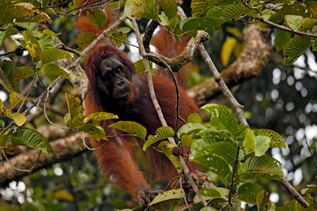 Male Bornean Orangutan (Pongo pygmaeus) Hanging in a Tree, Making Eye-contact. Deramakot Forest Reserve, Sabah Borneo, Malaysiaの写真素材