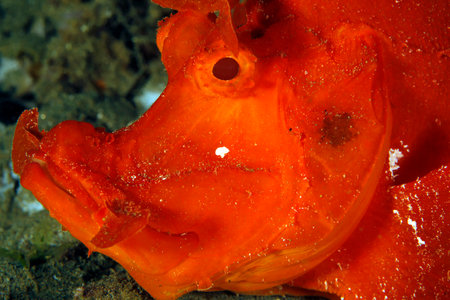 Close-up of a Red Paddle-flap Scorpionfish (Rhinopias eschmeyeri). Ambon, Indonesiaの写真素材