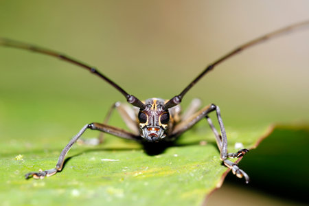 Close-up of a Longhorn Beetle (Epepeotes luscus) From Front. Danum Valley, Sabah. Borneo, Malaysiaの写真素材