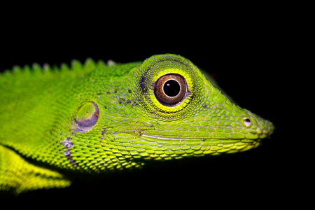 Close-up of a Green Crested Lizard (Bronchocela cristatella). Danum Valley, Sabah. Borneo, Malaysiaの写真素材