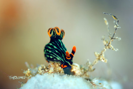 Nembrotha Kubaryana Nudibranch (Variable Neon Slug). Ambon, Indonesiaの写真素材