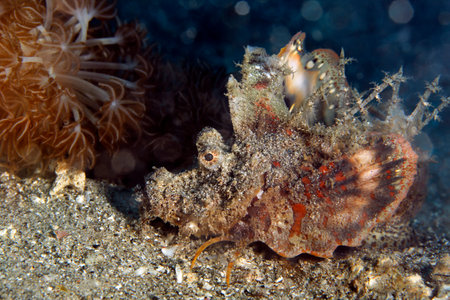 Demon Stinger (Inimicus didactylus, aka Longsnout Stingerfish, Bearded Ghoul, Popeyed Sea Goblin, Spiny Devilfish, Devil Stinger). Ambon, Indonesiaの写真素材