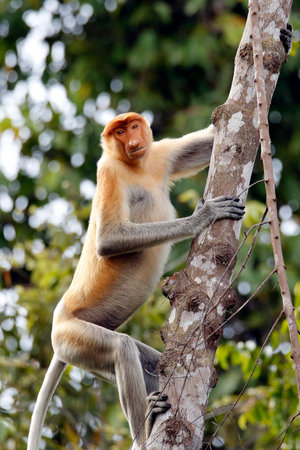 Proboscis Monkey (Nasalis larvatus, aka Long-nosed Monkey) Climbing a Tree. Abai, Kinabatangan...