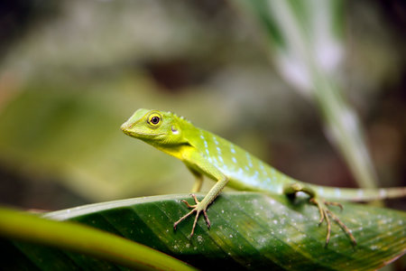 Green Crested Lizard (Bronchocela cristatella) on a Leaf. Danum Valley, Sabah. Borneo, Malaysiaの写真素材