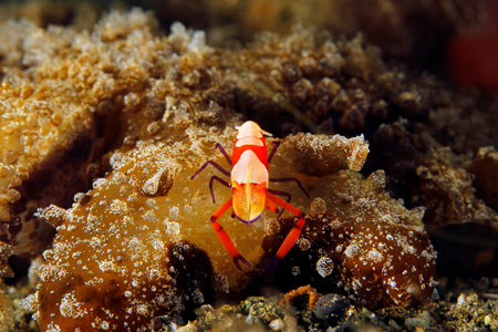 Close-up of an Emperor Shrimp (Periclimenes imperator) Sitting on the Head of a Melibe Viridis Nudibranch. Ambon, Indonesiaの写真素材