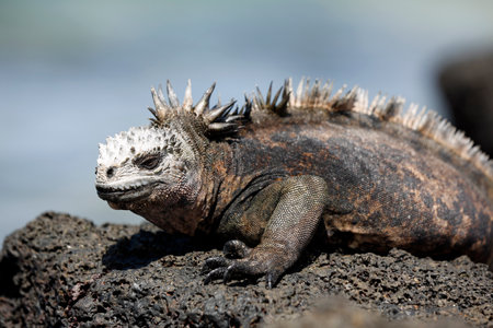 Marine Iguana (Amblyrhynchus cristatus hassi) on Black Rock. Mosquera Island, Galapagosの写真素材