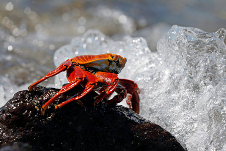Red Rock Crab (Grapsus grapsus, aka Sally Lightfoot Crab) on Black Rock, facing water splashing up. Mosquera Island, Galapagosの写真素材