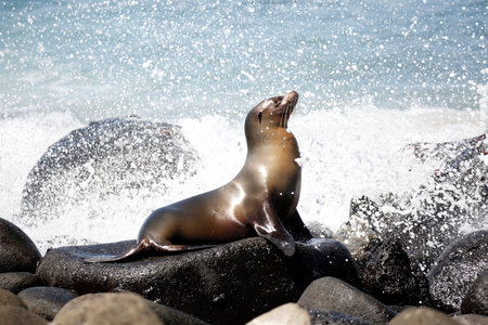 Galapagos Sea Lion (Zalophus wollebaeki) on Black Rocks, with Water Splashing Up and Around. North Seymour Island, Galapagosの写真素材