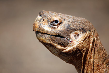 Close-up Profile of a Galapagos Tortoise (Chelonoidis niger). Isabela Island, Galapagosの写真素材