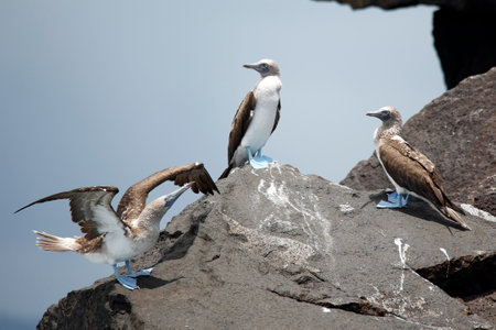 Three Blue-footed Boobies (Sula nebouxii excisa) on a Rock. Cabo Rosa, Isabela Island, Galapagosの写真素材