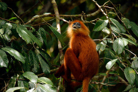 Maroon Leaf Monkey in Tree (Presbytis rubicunda, aka Maroon Langur, Red Leaf Monkey, Red Langur)....