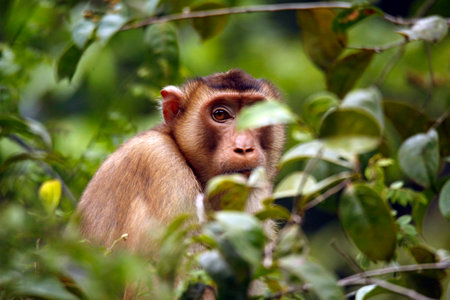 Southern Pig-tailed Macaque (Macaca nemestrina, aka Sundaland Pig-tailed Macaque, Sunda Pig-tailed Macaque) in Foliage, Looking into the Camera. Kinabatangan River, Sukau, Sabah Borneo, Malaysiaの写真素材