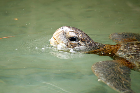 Close-up of a Green Turtle (Chelonia mydas) Surfacing for Air. Wetlands, Isabela Island, Galapagosの写真素材