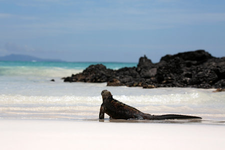 Marine Iguana (Amblyrhynchus cristatus hassiat the Water's Edge, Looking out over the Sea. Tortuga Bay, Santa Cruz Island, Galapagosの写真素材