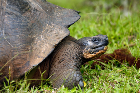 Close-up Profile of a Galapagos Tortoise (Chelonoidis niger). Santa Cruz Island, Galapagosの写真素材