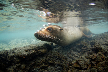 Close-up of a Playful Galapagos Sea Lion (Zalophus wollebaeki) Approaching and Blowing Bubbles through Its Nose. Tintoreras, Isabela Island, Galapagosの写真素材