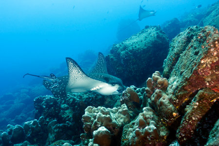 Two Spotted Eagle Rays (Aetobatus narinari). Wolf Island, Galapagosの写真素材