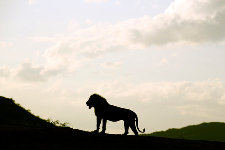 Silhouette of a Male Lion, standing on a Ridge at Dusk. Tsavo East, Kenyaの写真素材