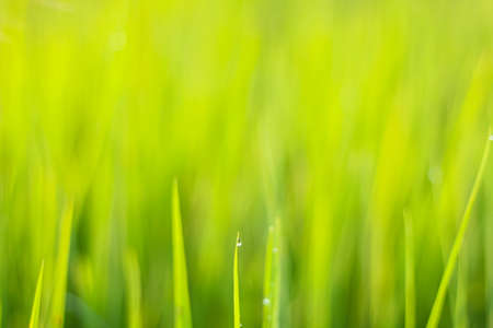 Green grass backgroundの写真素材