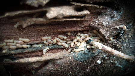 Wood board was eating by group of termitesの写真素材