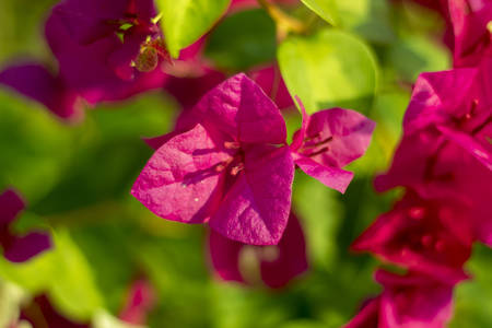Pink Bougainvillea flowers