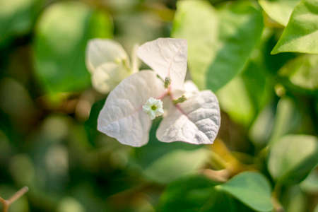 Bougainvillea flowersの写真素材