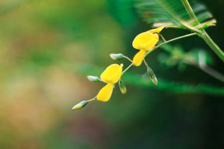 Focusing on Sesbania flowers with blurred background