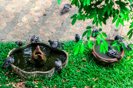 Pigeons playing in the puddle in summer.の写真素材
