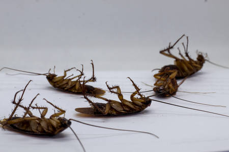 Cockroaches are carriers of the disease