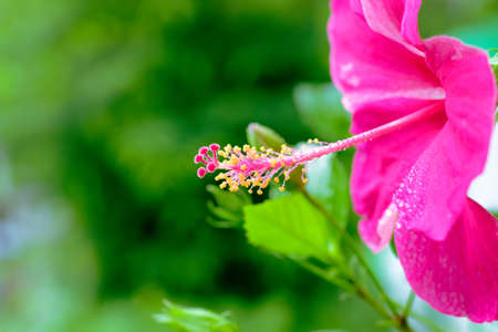 Closeup picture of a beautiful bright red China Rose  (Hibiscus rosa sinensis Linn. Cooperi) , Outdoor flower closeup shot with blurred backgroundの写真素材