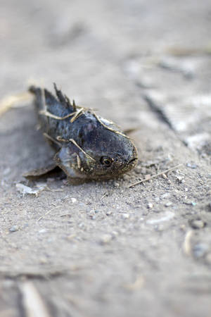 Climbing perch fish on background,Anabas testudineus, the climbing perchの写真素材