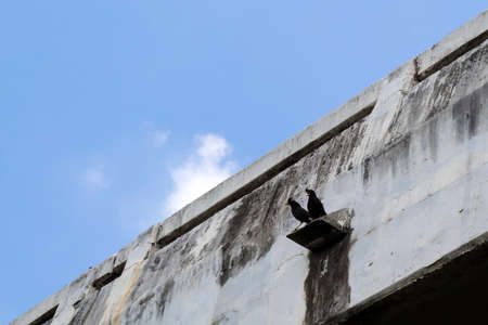 Two birds on the bridge Beside the expressway.の写真素材
