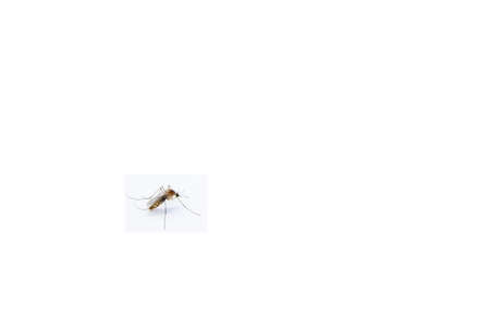 Mosquitoes on a white background, mosquito carriers, dengue fever