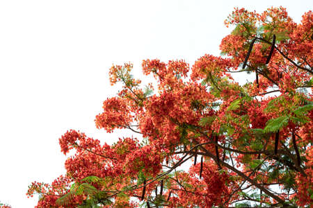Beautiful red royal poinciana or flamboyant flower (Delonix regia), Gulmohar Flowers, Delonix regia in Bloom in Bangkok, Thailand.の写真素材