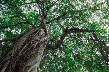 Tree of Life, Amazing Banyan Treeの写真素材
